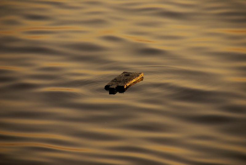 piece of wood in sea