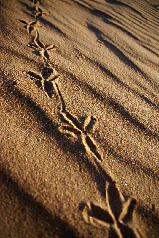 trail