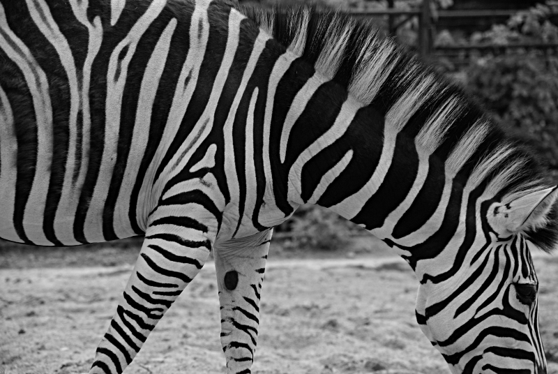stripes