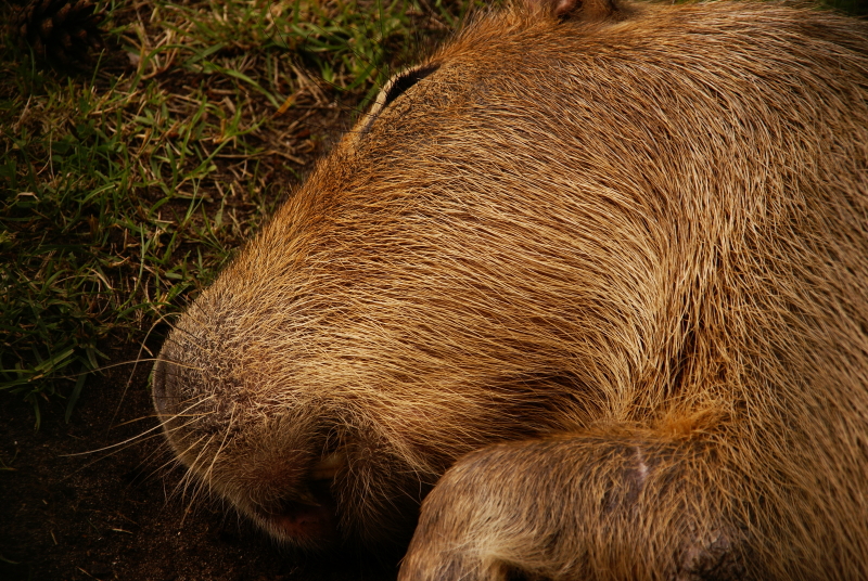 world's largest rodent