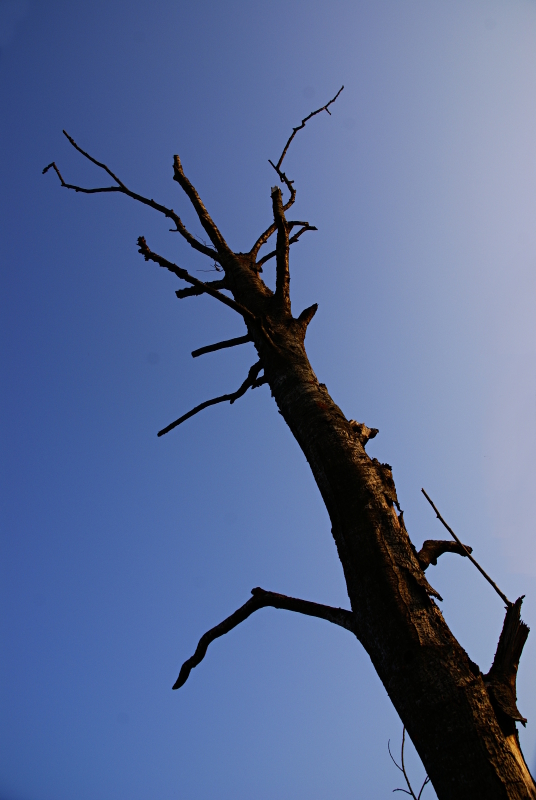 towards the sky