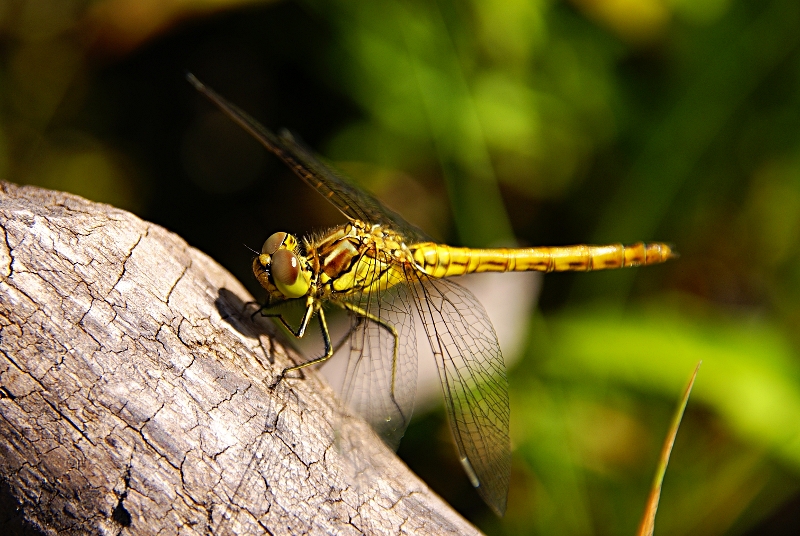 dragonfly