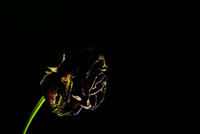 black rose