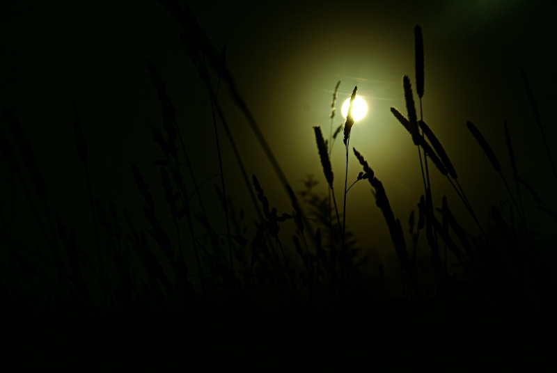 moonlight shadow