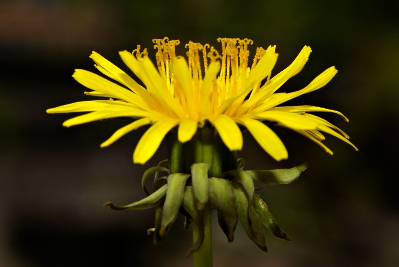 dandelion