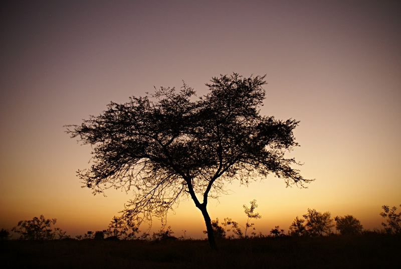 peace and tree
