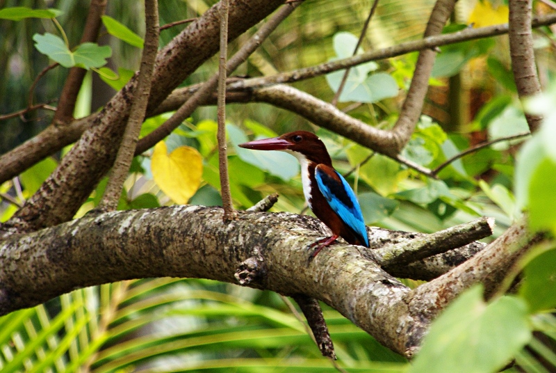 kingfisher