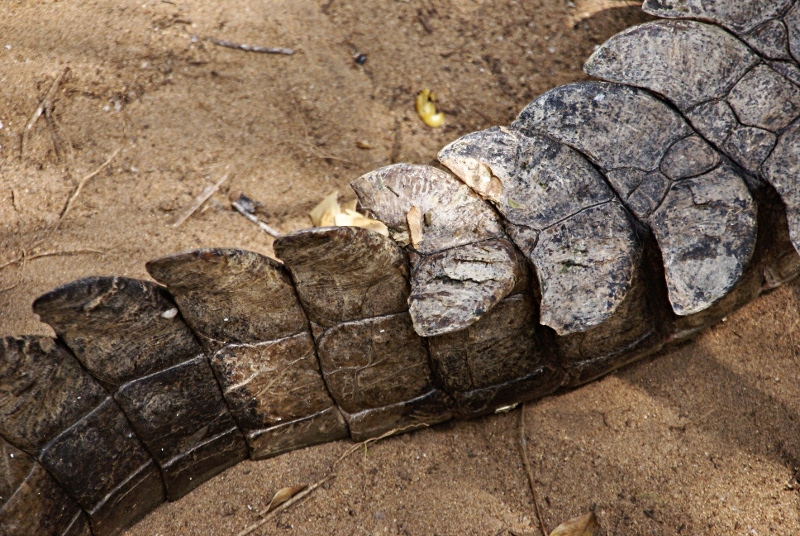 croco