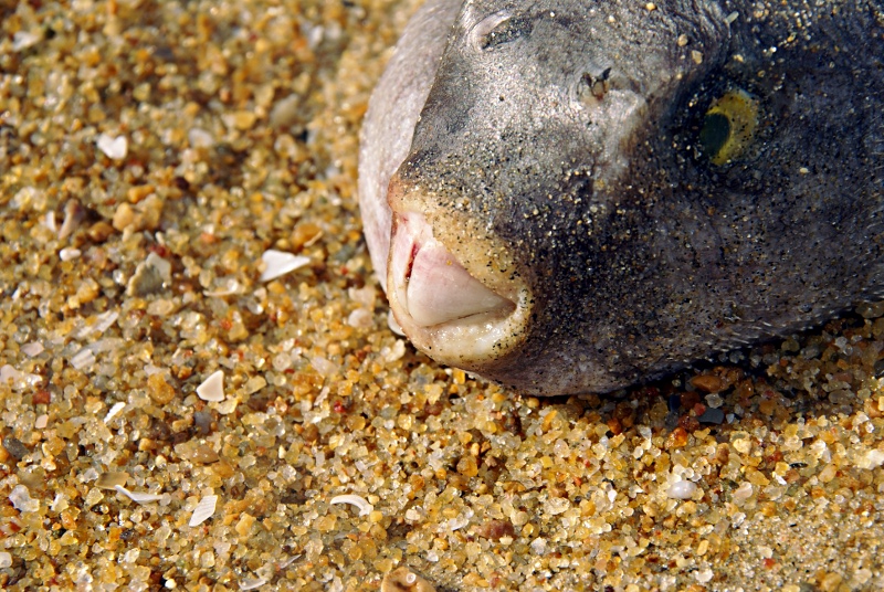 toothy