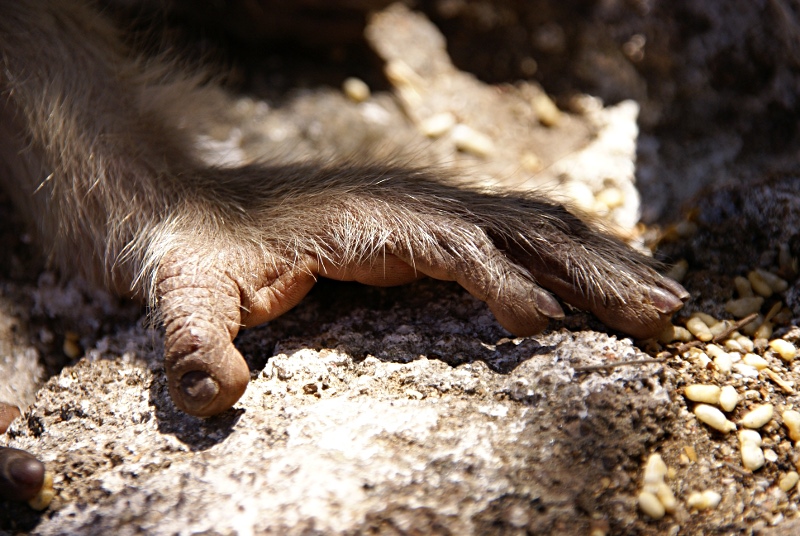 monkey hand