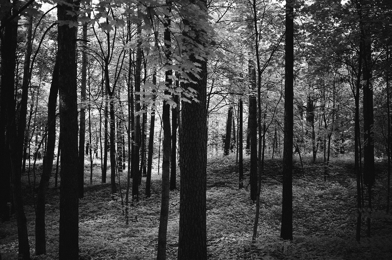 infrared trees