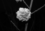 frozen