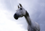magnificent animal