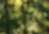 bokeh and spiderweb