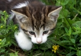 kitten