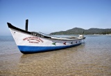 dolphin boat