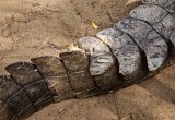 croco