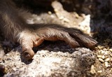monkey hand