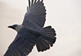 birdie