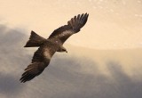 hawk