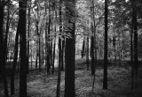 infrared trees