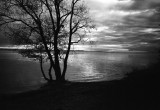 eerie tree